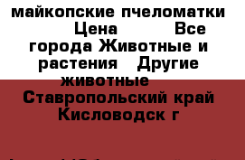  майкопские пчеломатки F-1  › Цена ­ 800 - Все города Животные и растения » Другие животные   . Ставропольский край,Кисловодск г.